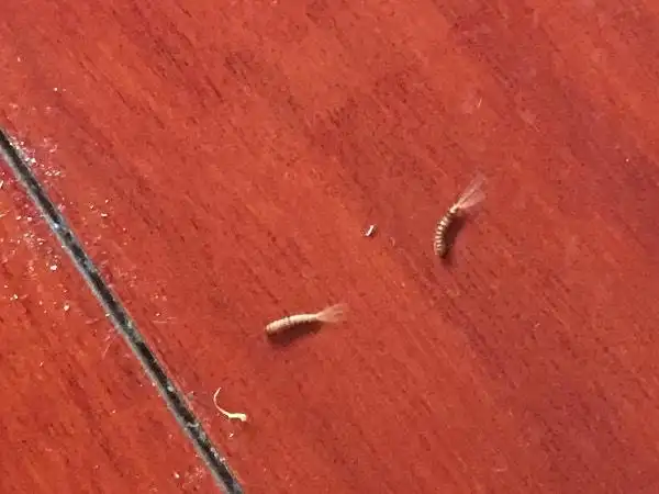 最近地板里有很多这种虫,会蜕皮