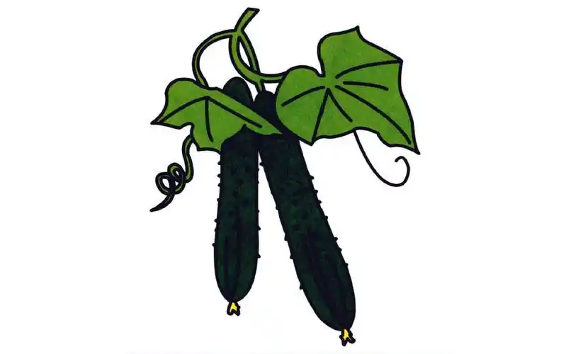 黄瓜简笔画儿童简笔画入门教程黄瓜怎么画黄瓜简笔画图片教程一个黄瓜