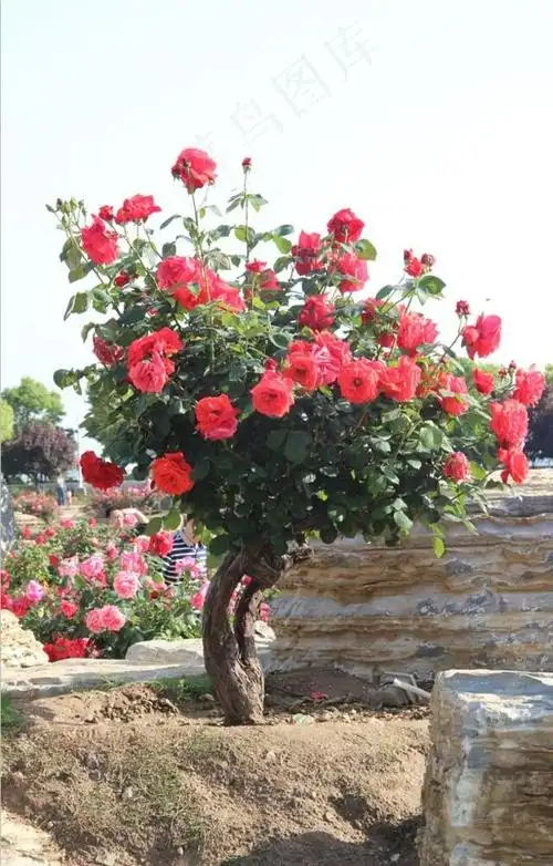 本素材作品名称为月季树图片,素材编号是2155700