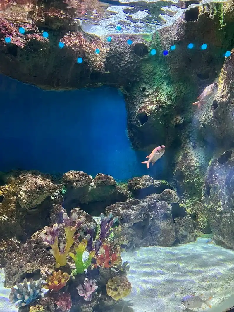 超美的色彩#海底世界真奇妙 # - 抖音