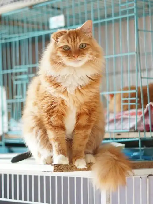长毛橘猫小弟弟