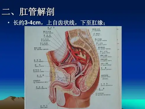直肠肛管解剖ppt