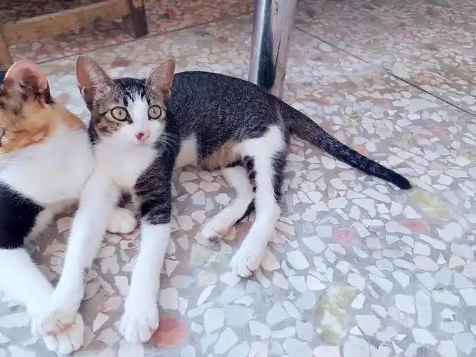 自家猫生的,田园猫和英短蓝猫的混血,4个月大.