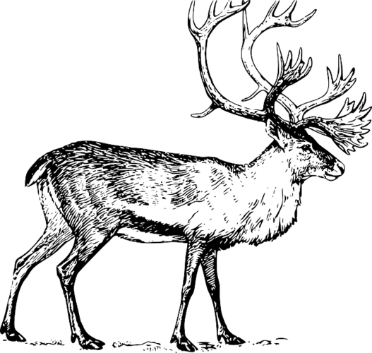 大, 图, 走, 动物, 鹿角, 卡里布