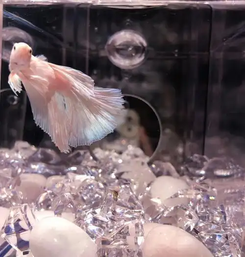 泰国斗鱼粉白半月婚纱鱼