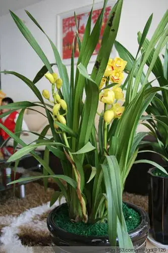 (原/3p)警察也求助:大叶兰开花这点事