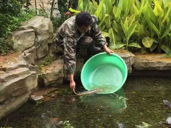 朋友赠条"鱼" 野生动物园来代养