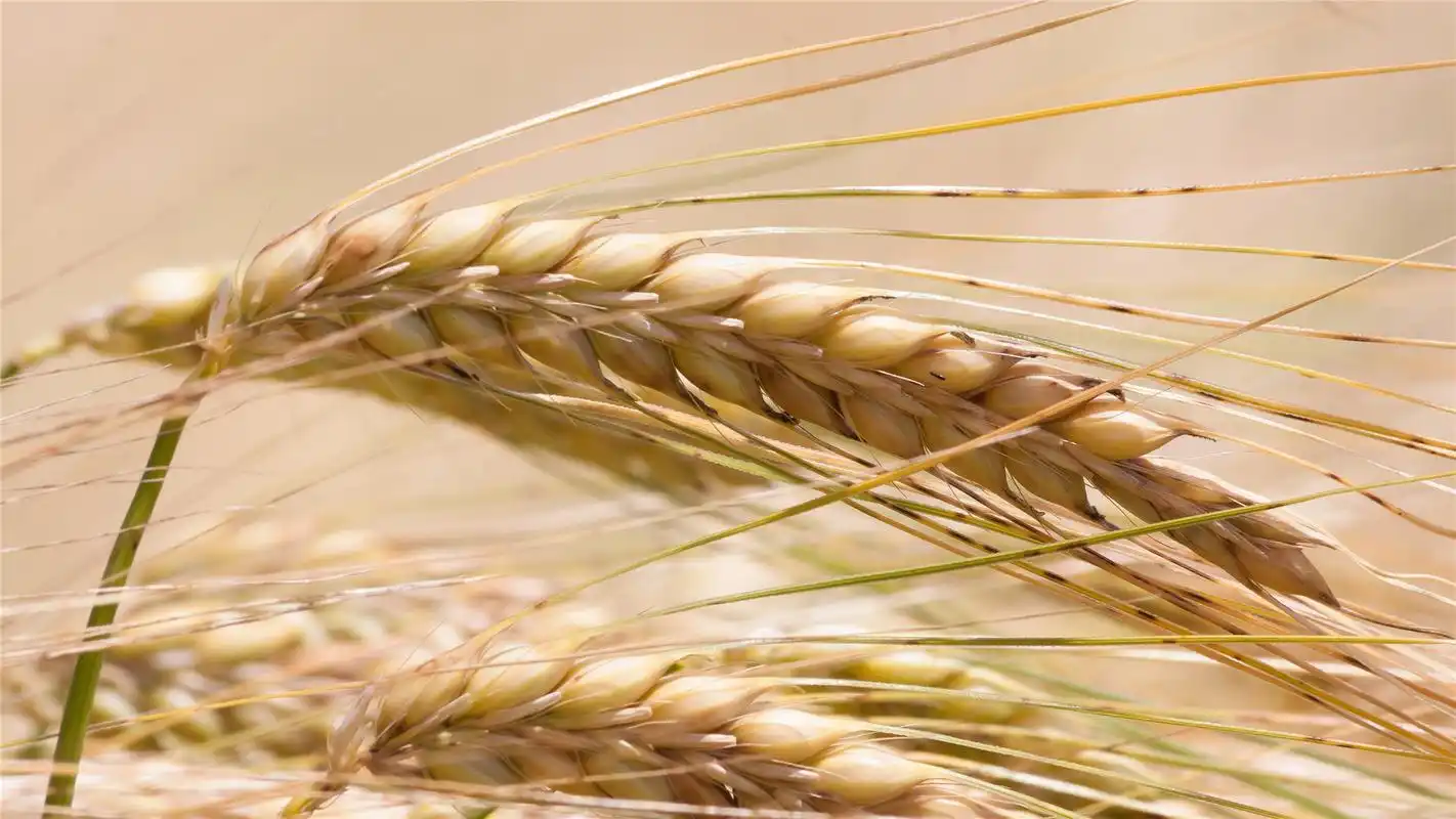 丰收的麦穗高清桌面壁纸