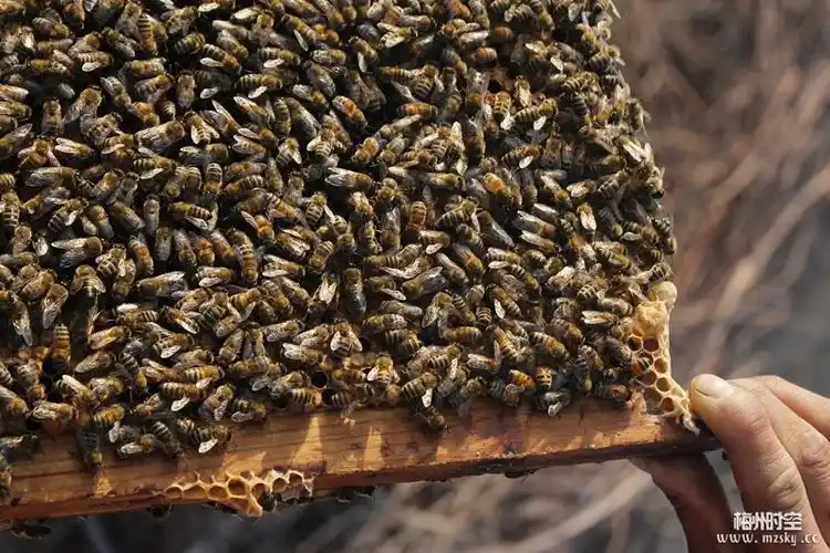 图十七,来看蜂王啦!