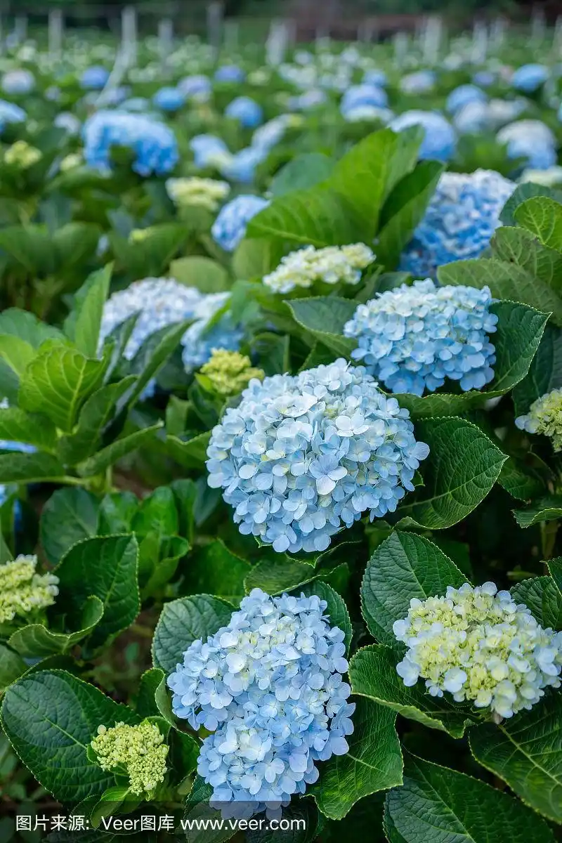 紫蓝色的绣球花(绣球)盛开在花园里.