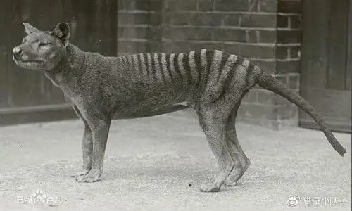 跑的?这样的猎奇生物你绝对没有见过!