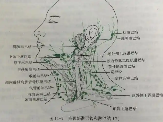 颈部淋巴结分区ppt