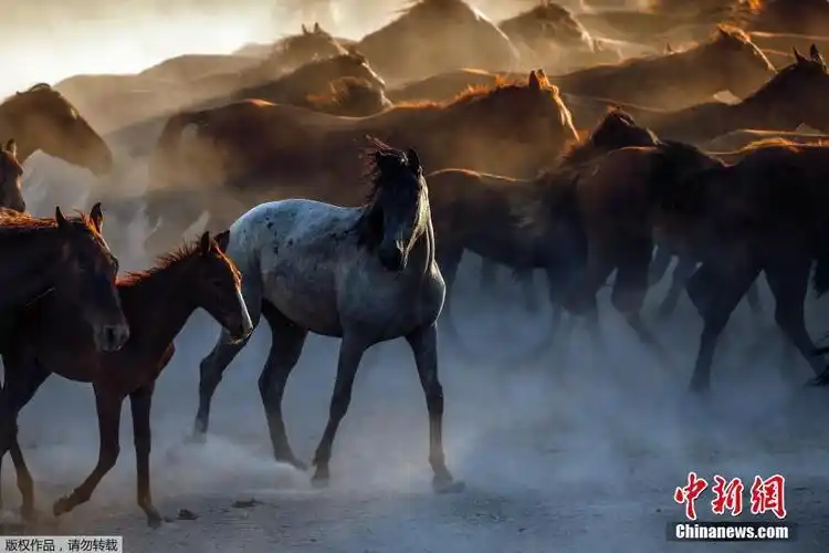 震撼土耳其牧马人策马奔腾画面绝美