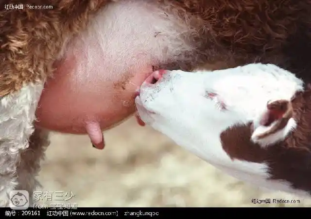 我讨厌我大胸,我讨厌我的奶水充足,可我不得不选择母乳喂养