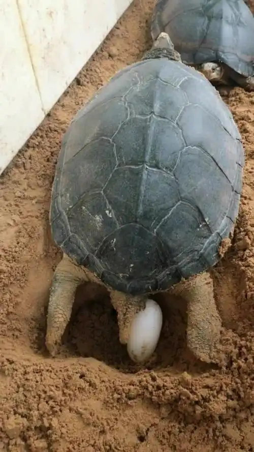 乌龟下蛋,好漂亮!你们见过吗?