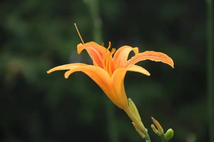 萱草生堂阶,游子行天涯;慈母依堂前,不见萱草花.