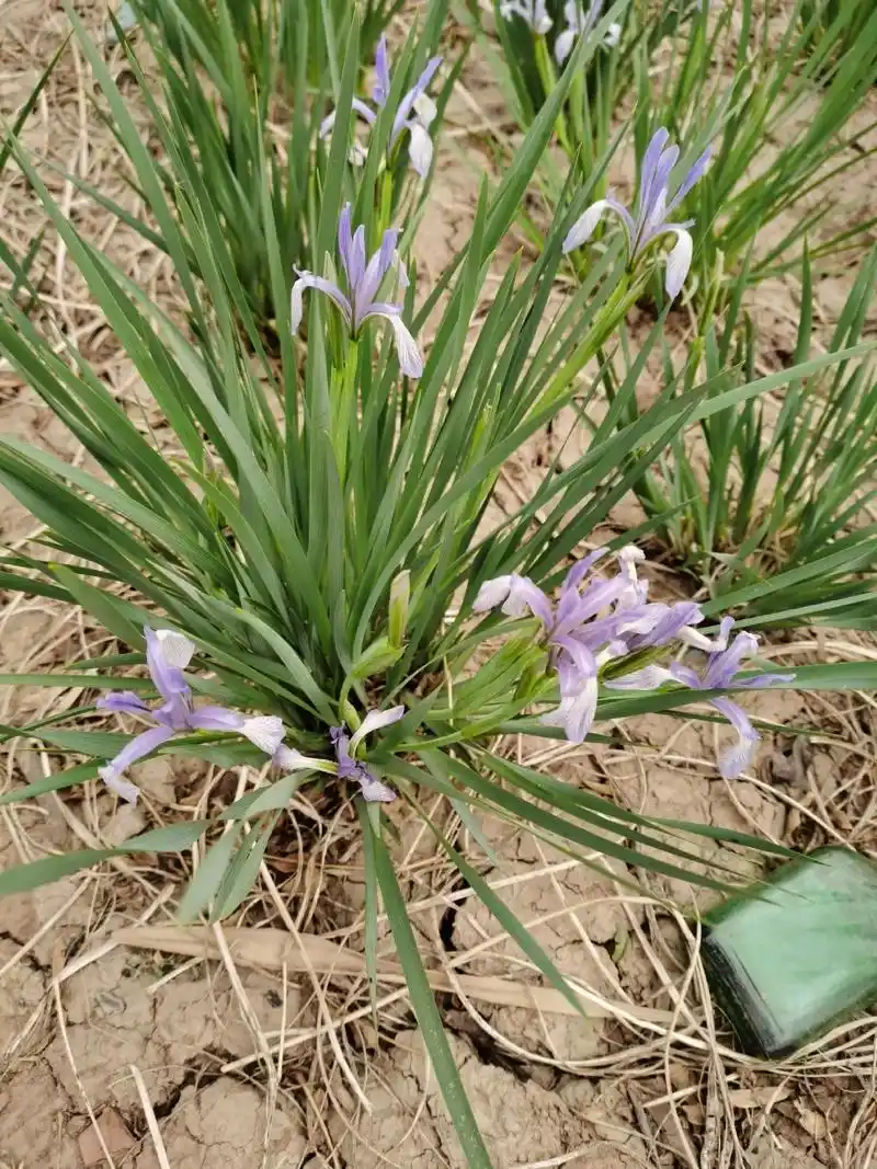 【马蔺lin】鸢尾科鸢尾属别名:马兰花,马莲学名:iri - 抖音