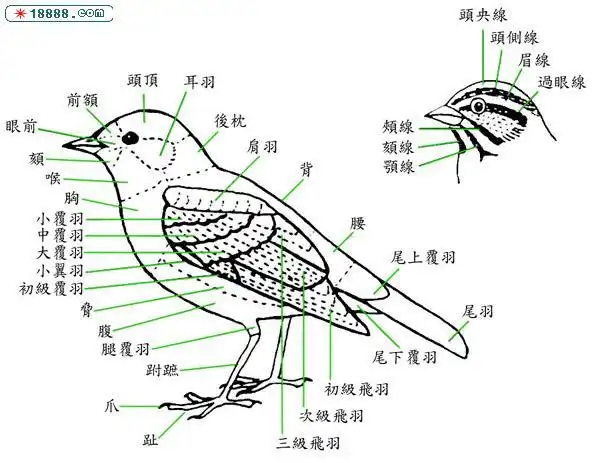 鸟的身体结构图