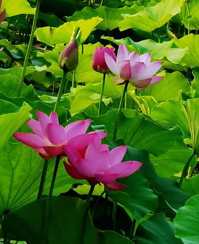 夏至赏荷花最美!请您欣赏