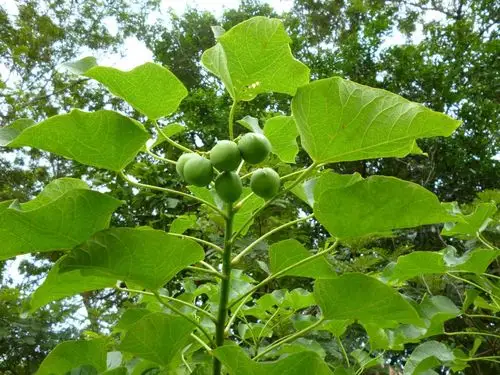 麻疯树属植物(2)–麻疯树