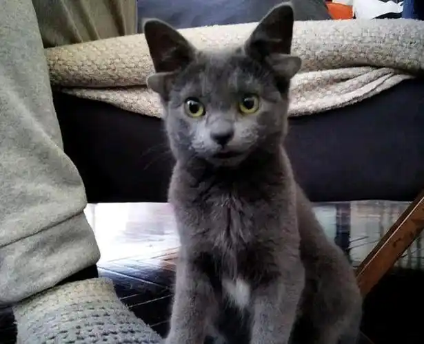 蓝猫因天生"四耳"遭弃,女子觉得它可爱收养,却意外收获网红猫