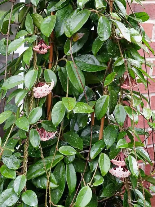 我的养花日常  #爱生活爱养花  #球兰  #球兰开花  #我爱球兰