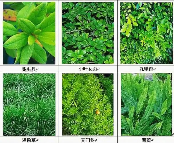 今天分享的是适合南方立体绿化种植的,室外的阴生环境的植物.