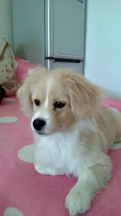 帮我看看这狗是京巴和什么的串儿