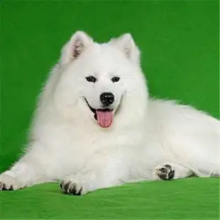 狗狗为什么长白色的毛