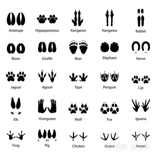 组的动物和鸟类矢量图的痕迹