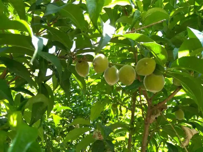 野味浓郁的毛桃