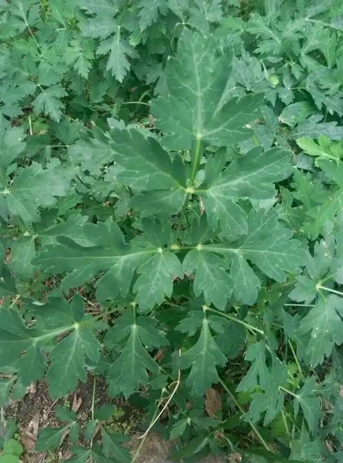 厦门青草药培训