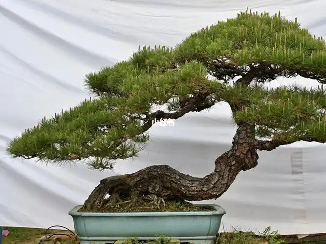 岭南派卧杆山松盆景,盆龄近20年,枝芽萌发正当春.