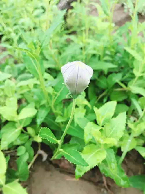 秋日傍晚的南海子公园