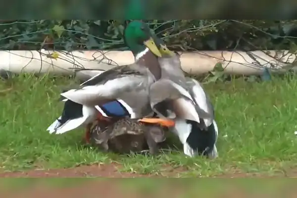 母鸭误入公鸭群公鸭瞬间疯狂几分钟后母鸭就站不起来了