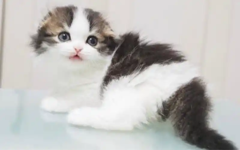 壁纸 动物 猫 猫咪 小猫 桌面 1728_1080