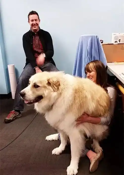 大到令人瞠目结舌的巨无霸狗狗长这么大你就别撒娇了吧