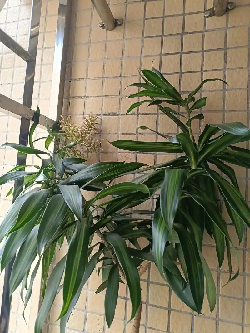 养了两年的百合竹开花 - 抖音