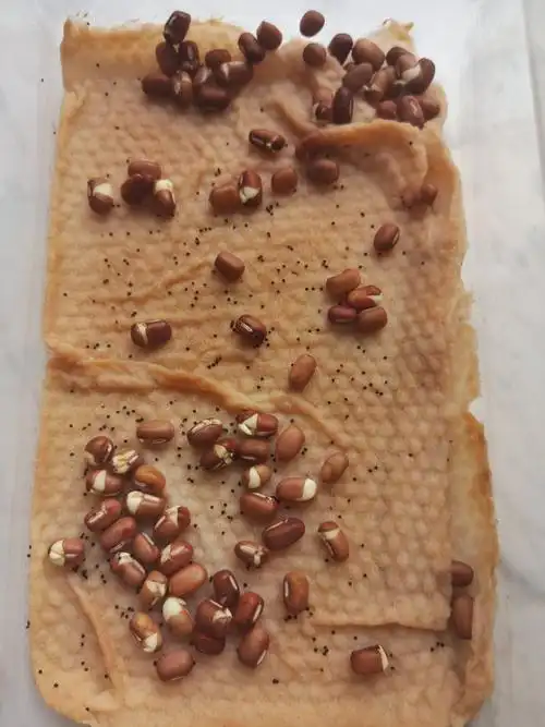 11月3日,有的红豆已经开始争先恐后的破壳了,白色的胚芽出来啦