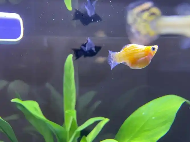 怀孕了没有04因为感觉一直是这样的状态,难道是腹水?