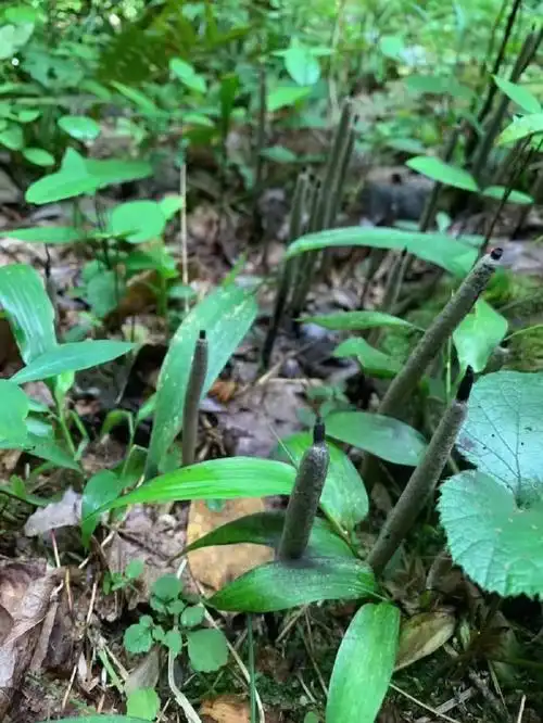 野生乌灵参国宝级药材