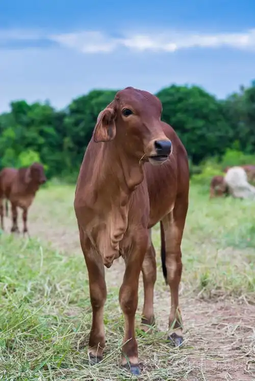 新媒体授权标准授权扩展授权如何选择发票合同问题/婆罗门牛特写肖像
