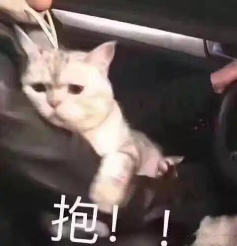 撒娇专用的猫咪表情包|给你个机会偷亲我
