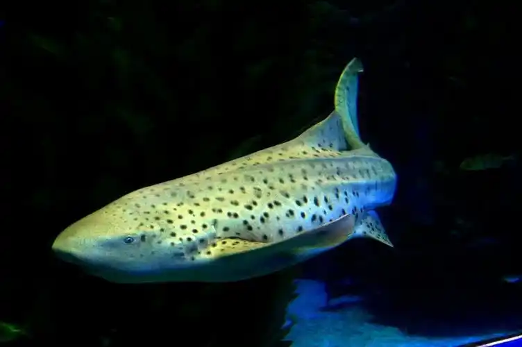 其它 豹 纹 鲨      豹纹鲨,又称大尾虎鲛.