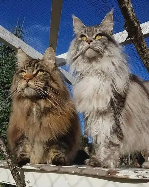 养一只缅因猫是什么体验?