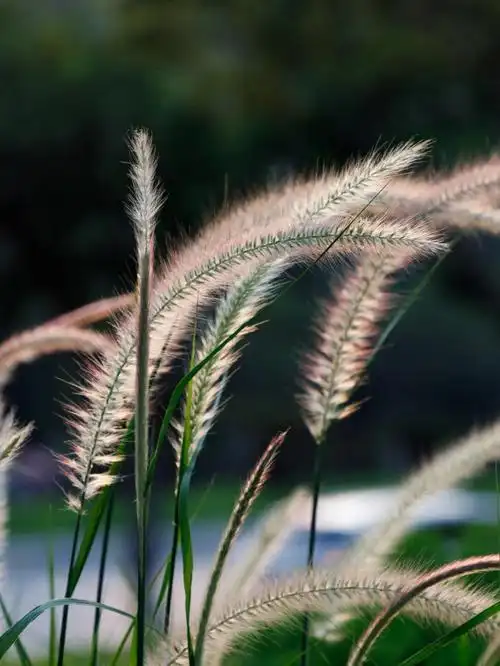 狼尾草比狗尾草高大,顶梢的花序开的更加茂盛,所以也叫『大狗尾草』.