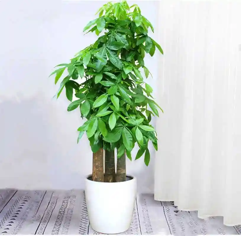 【步步高发财树】【发财树】开业乔迁新装修房间绿植金钱树蝴蝶兰