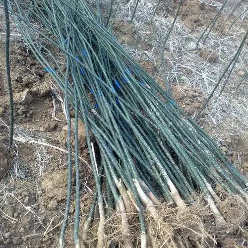 供应 国槐小苗 槐树苗 国槐苗价格 现挖现卖,规格齐全 仟花轩图片