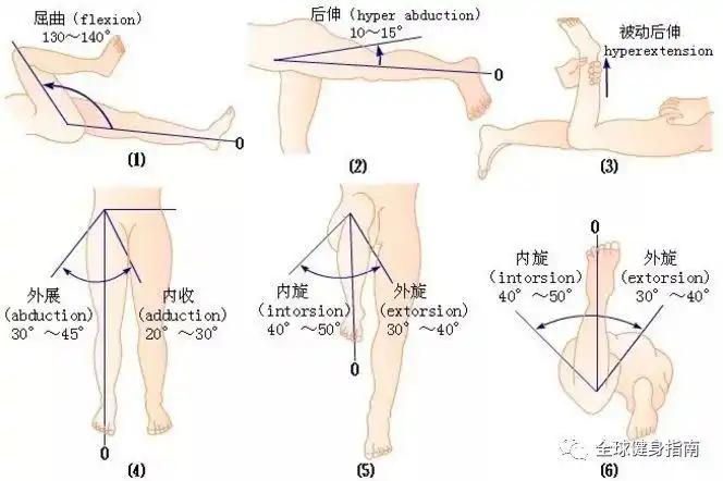 别说背肌不好练先测测你的髋关节还正常吗
