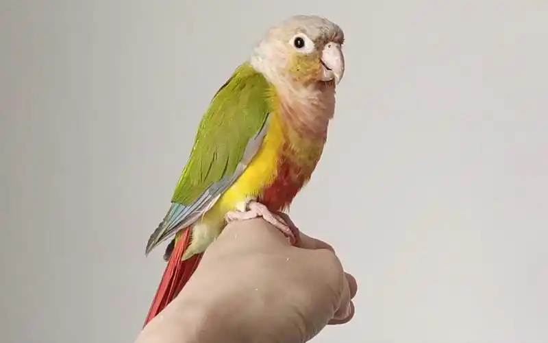 手养的小太阳鹦鹉真是黏人精,亲人度是一流的,太可爱了